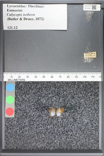 Media type: image;   Entomology 72947